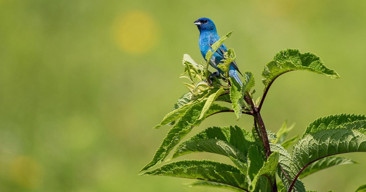 Sustainability Efforts at Longwood Gardens